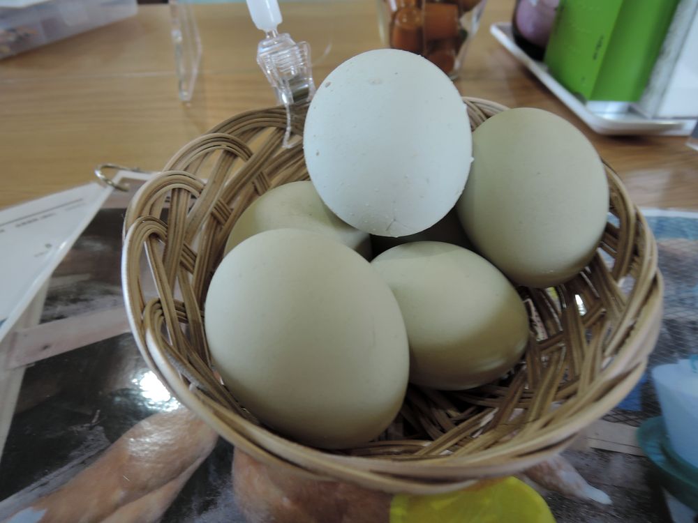 アローカナの卵