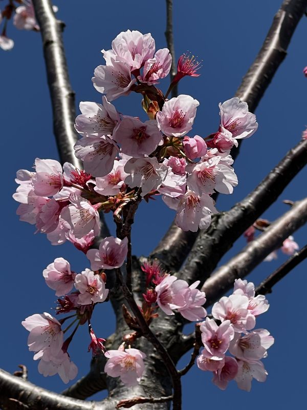 蜂須賀桜（２）