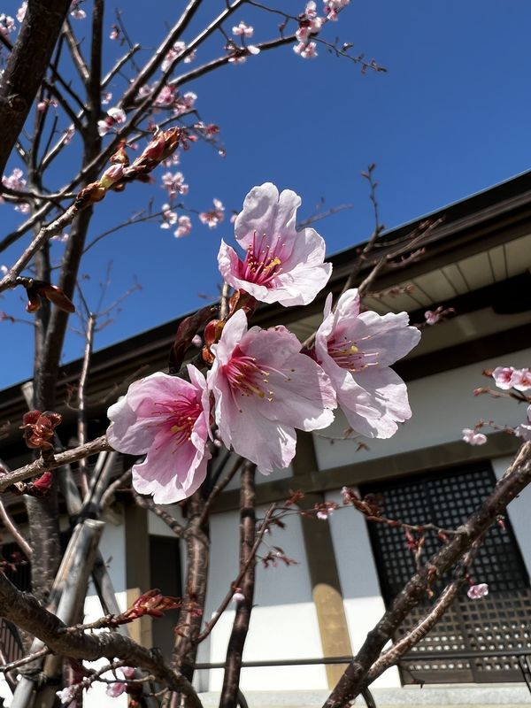 蜂須賀桜（３）