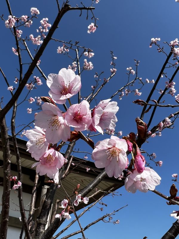 蜂須賀桜（４）