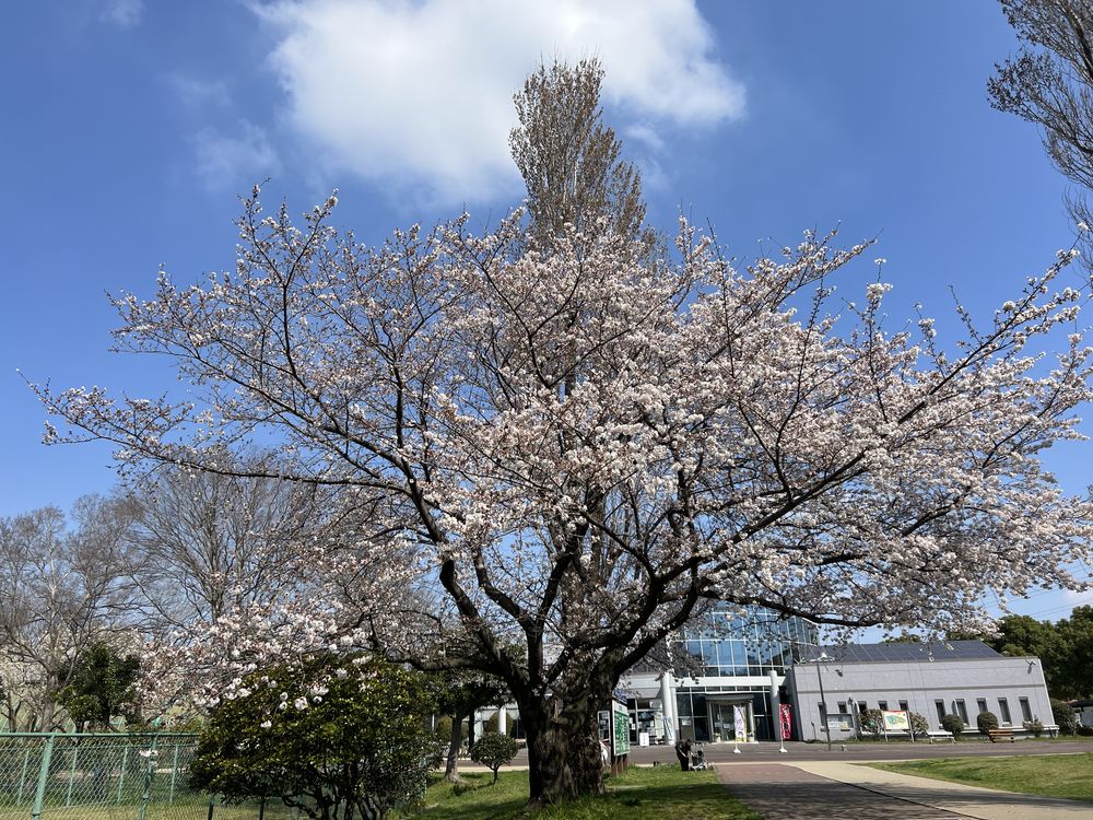 県民健康福祉村の桜