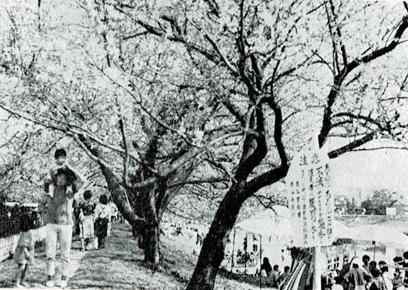 昭和50年代の北越谷元荒川堤の桜並木