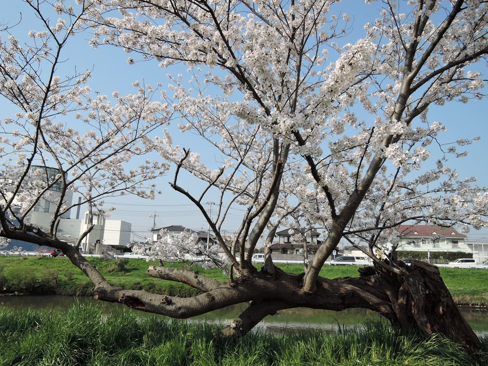 北越谷元荒川堤の水平桜