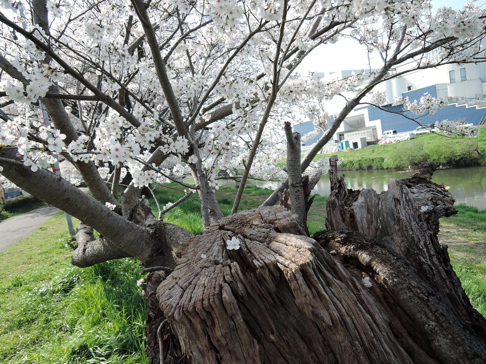 北越谷元荒川堤の水平桜