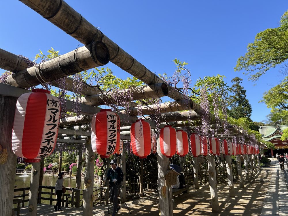 越ヶ谷久伊豆神社の藤