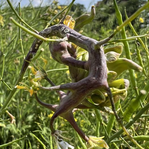 菜の花の虫こぶ