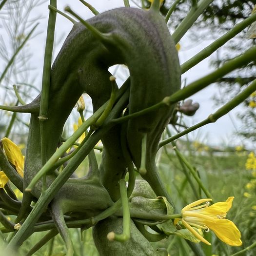 虫こぶ（虫えい）