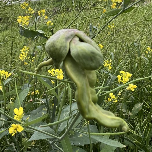 菜の花の虫こぶ