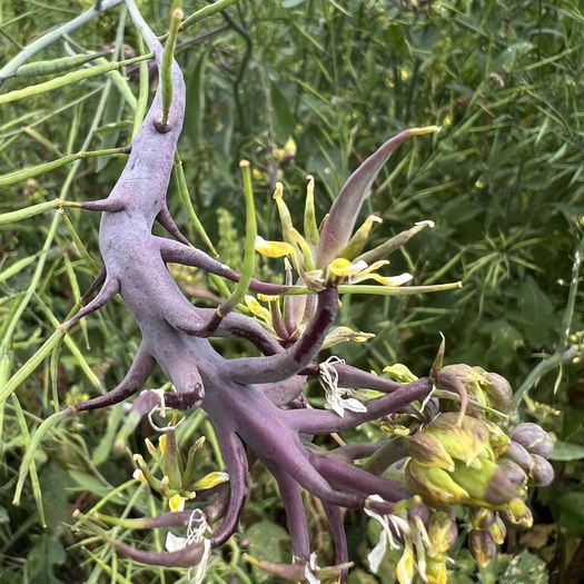 紫がかった虫こぶ