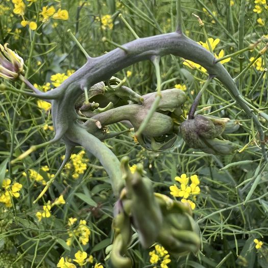 菜の花の虫えい