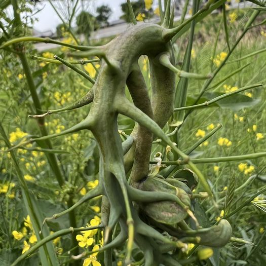 虫こぶ（虫えい）