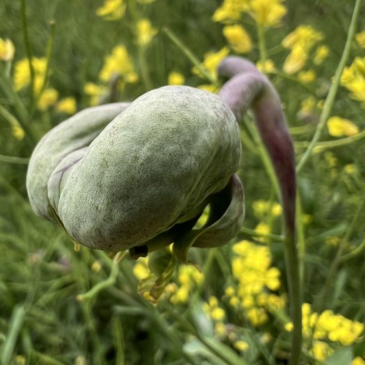 肥大化した虫こぶ