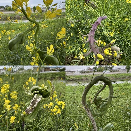 菜の花の虫こぶ｜北越谷元荒川堤